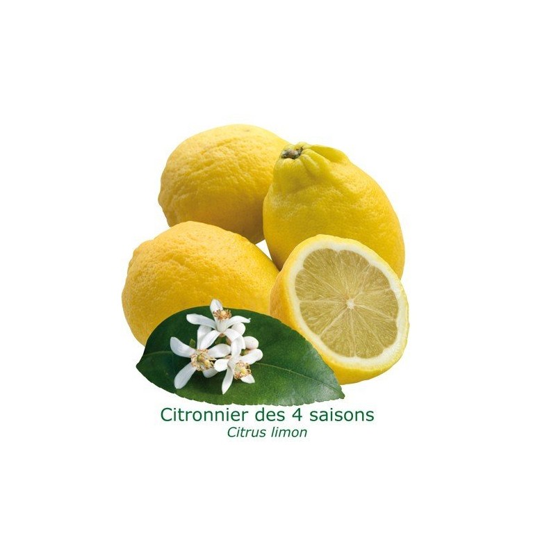 Citronnier 4 saisons - Art Fleurs et Jardins