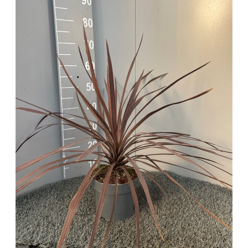 Cordyline pourpre 'red star' | Mon Orangerie