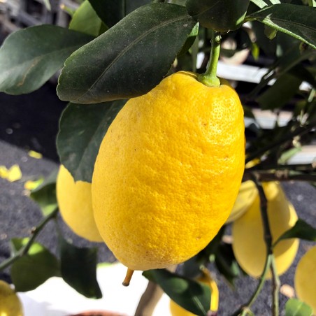 Oranger/Citronnier/Lime