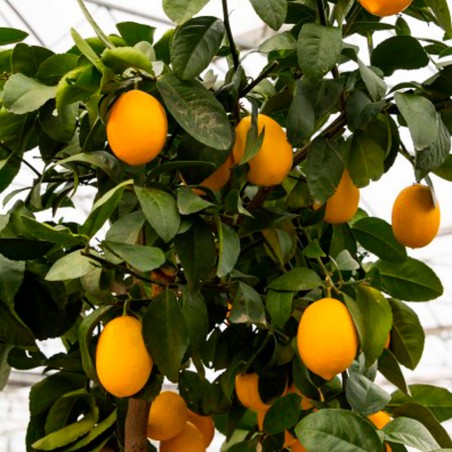 Citrus limon / Citronnier jaune '4 saisons' greffé volkamériana