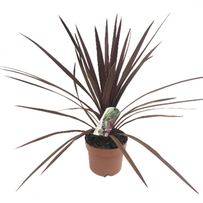 Cordyline pourpre 'red star' | Mon Orangerie