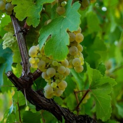 Vigne 'Muscat d'Alexandrie' | raisins blancs bio