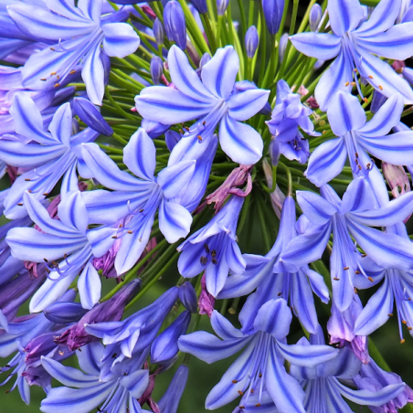 Plantes acclimatées en Anjou | Mon Orangerie