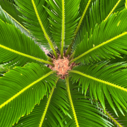 Cycas du Japon | Cycas revoluta