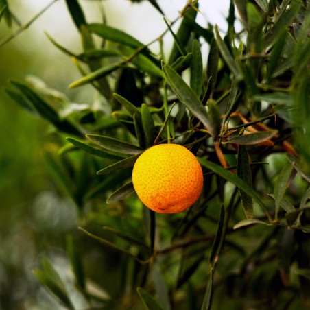 Agrumes Bio et alimentaires | Mon Orangerie