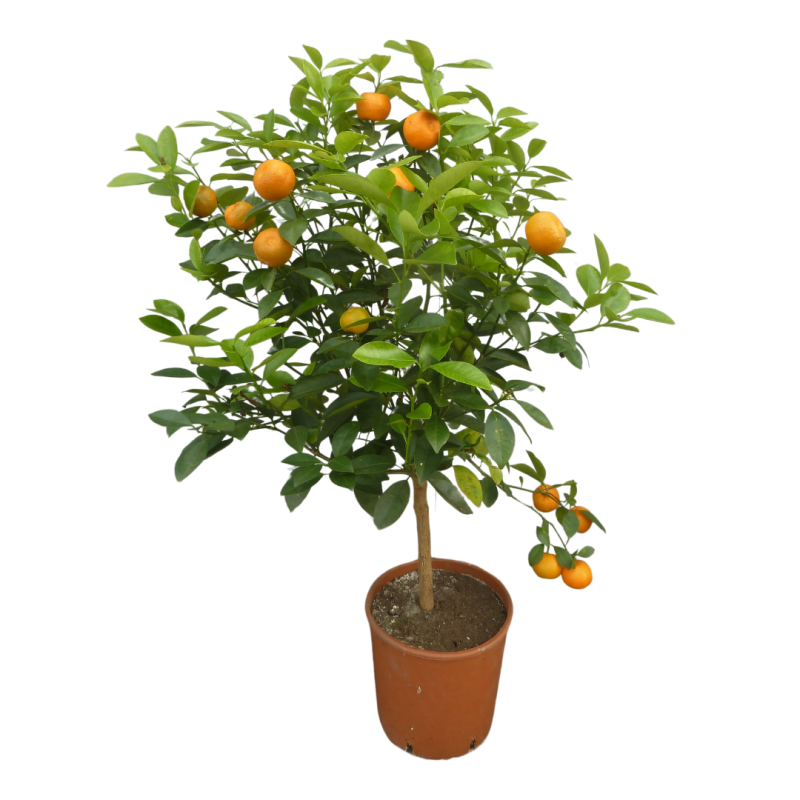 Calamondin | Citrus madurensis | Mon Orangerie