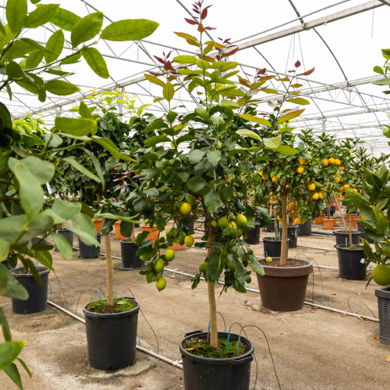 Citronnier des 4 saisons | Mon Orangerie