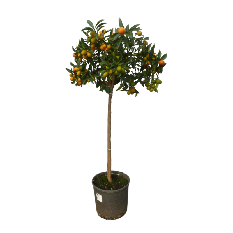 Kumquatier long | Mon Orangerie