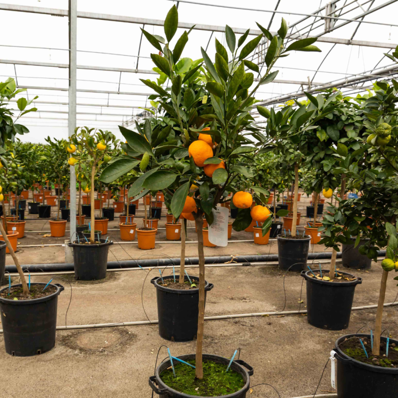 Mandarinier Satsuma | Mon Orangerie