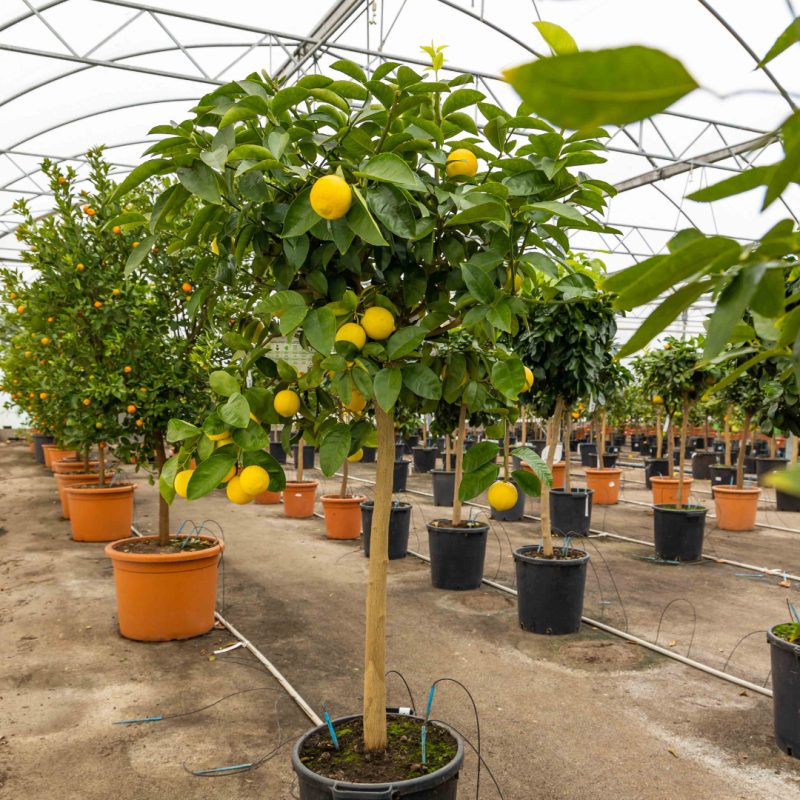 Citronnier vert | Lime de Tahiti | Mon Orangerie