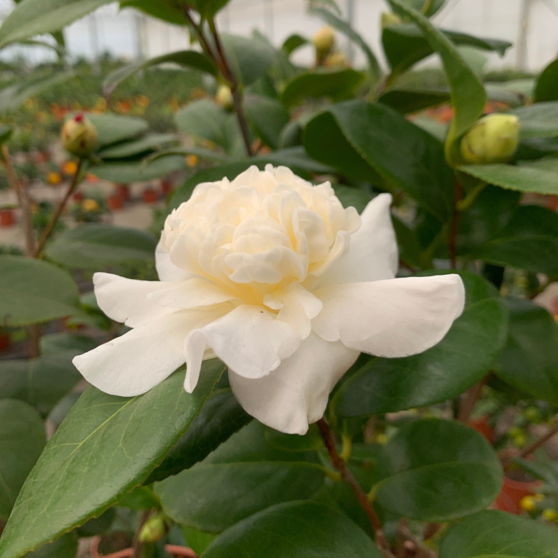 Camelia du Japon | Mon Orangerie