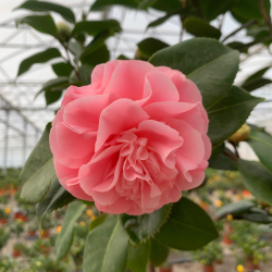 Camelia du Japon