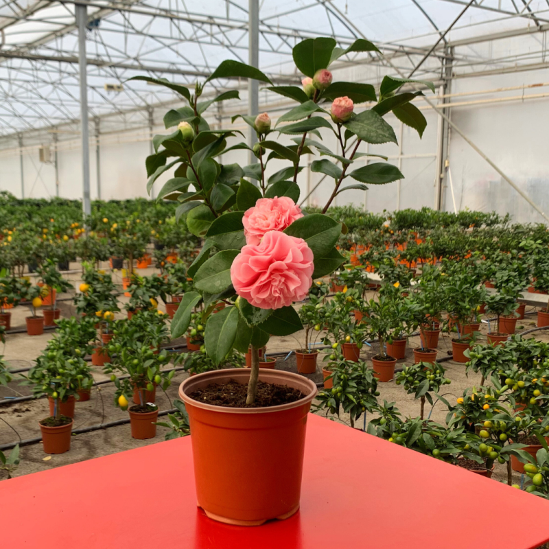 Camelia du Japon | Mon Orangerie