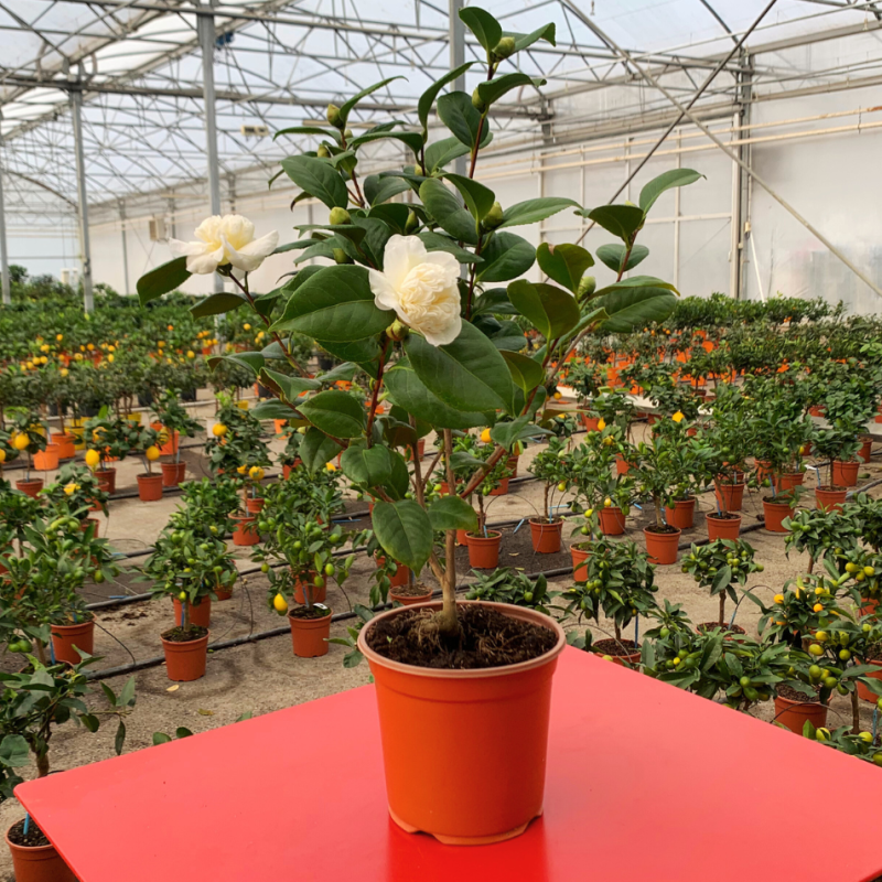 Camelia du Japon | Mon Orangerie