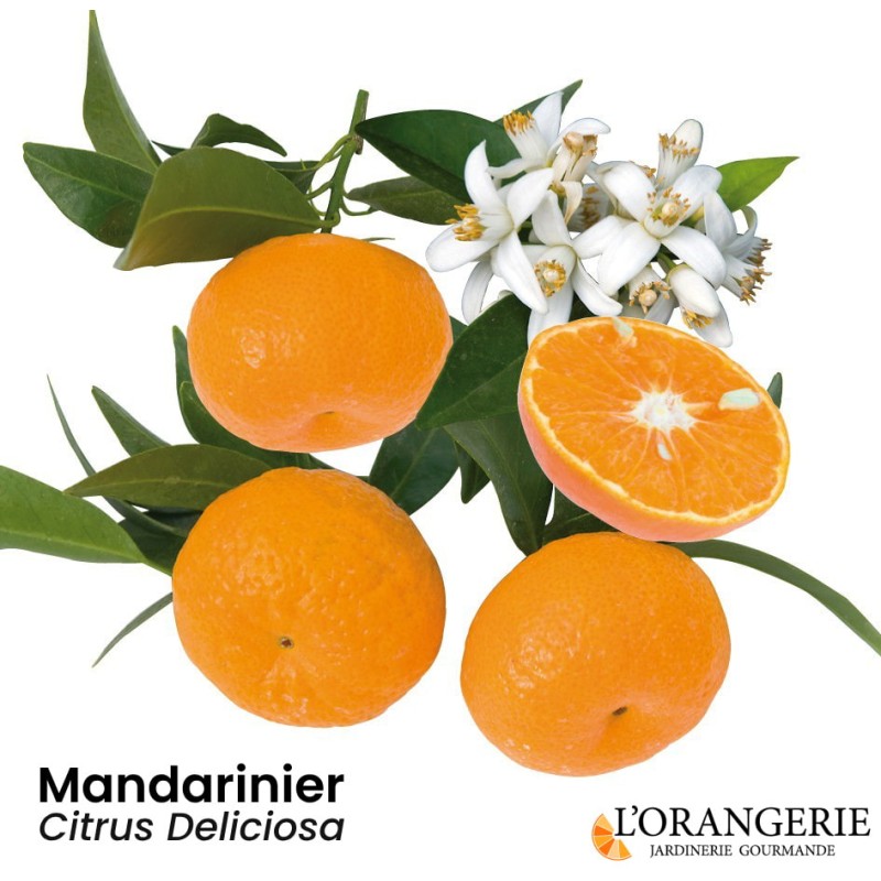 Mandarinier | Citrus deliciosa | Mon Orangerie