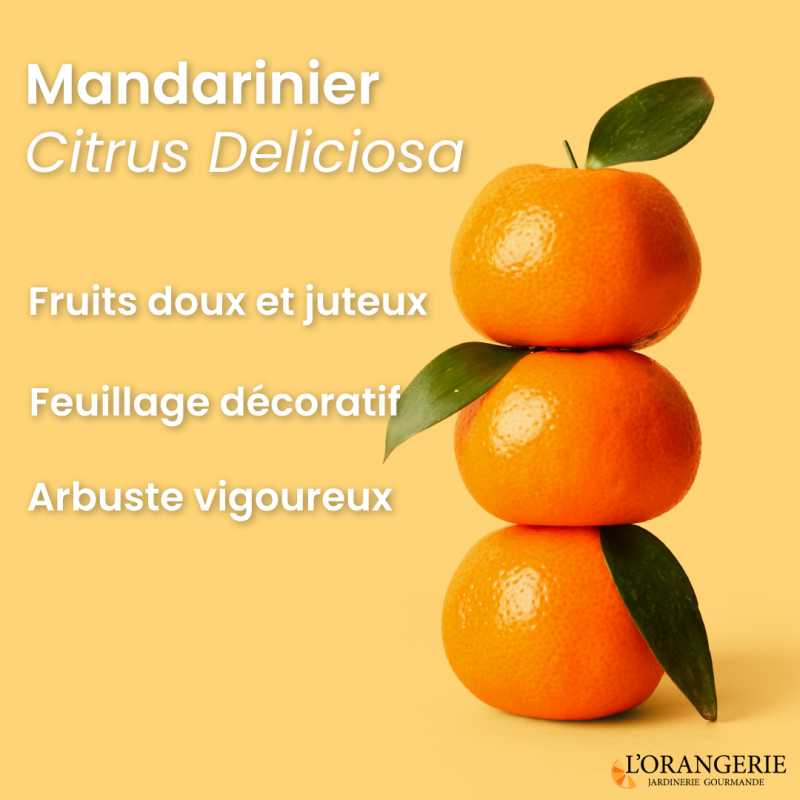 Mandarinier | Citrus deliciosa | Mon Orangerie