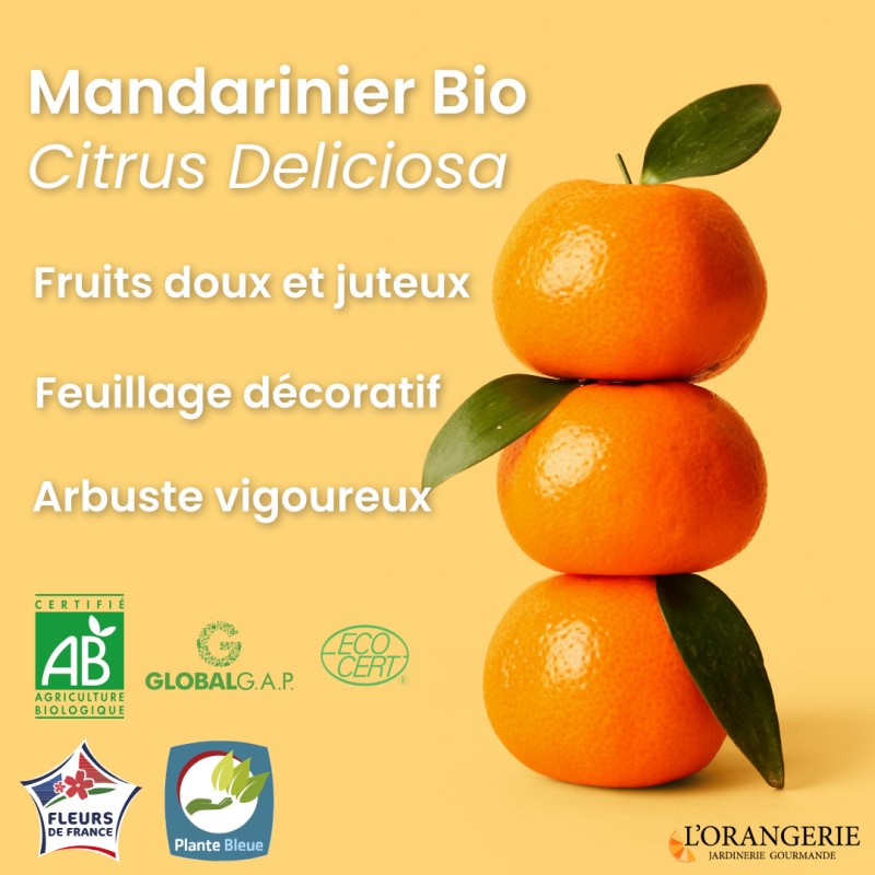 Mandarinier bio | Mon Orangerie