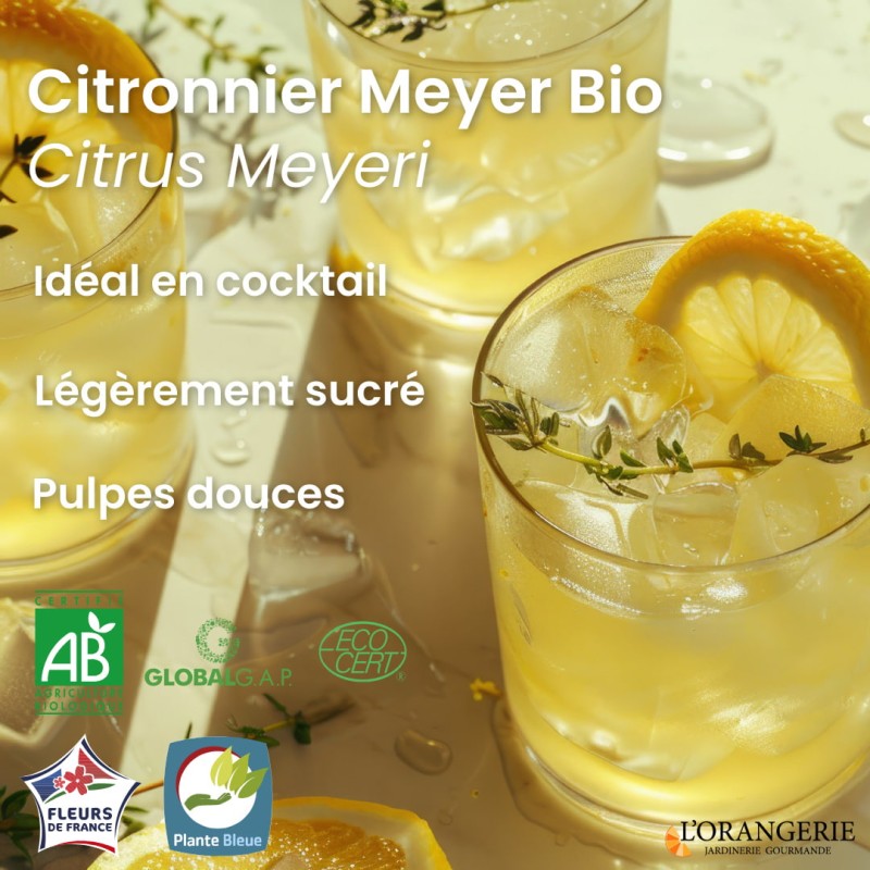 Citronnier Meyer Bio | Mon Orangerie