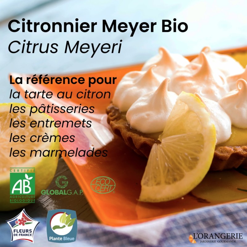 Le citron golden / citron meyer bio est un produit alimentaire idéal pour les jus frais, citronnades, limonades et les cocktails