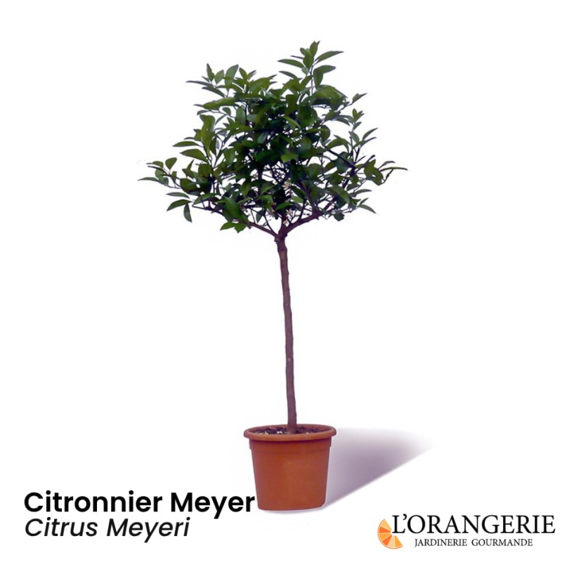 Citronnier Meyer Bio | Mon Orangerie