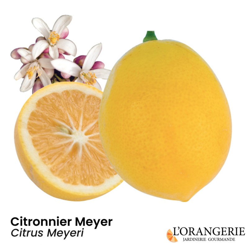 Citronnier Meyer | Citrus meyeri | Mon Orangerie