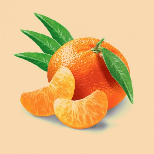 Mandariniers et clémentiniers