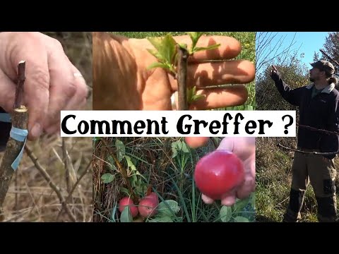 Comment greffer facilement les arbres fruitiers ? (mois par mois)