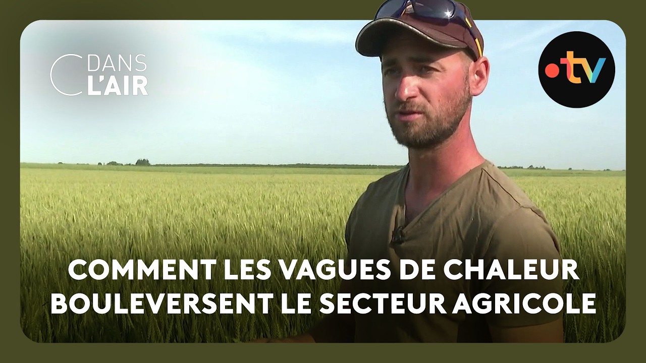Face à la canicule, les agriculteurs en première ligne