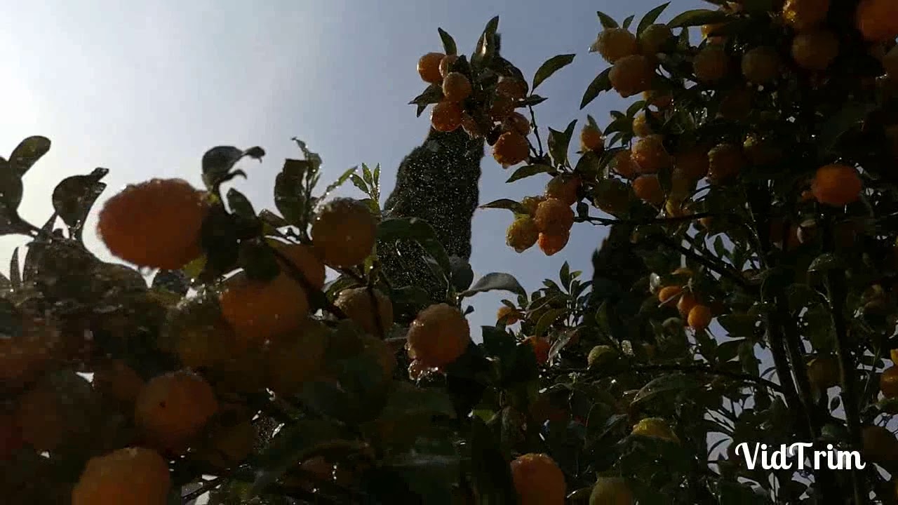Kumquat Nagami / Fortunella Margarita.