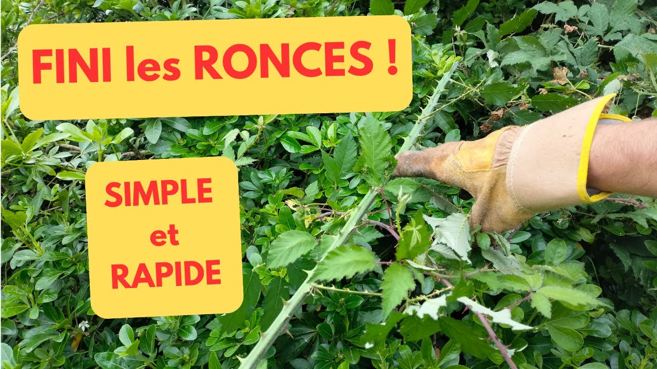 ÉLIMINER les RONCES: SIMPLE et RAPIDE