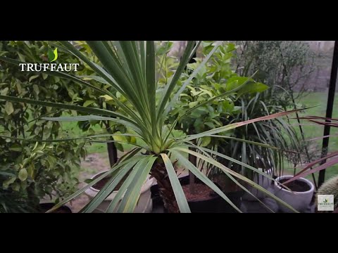 La cordyline australis : à cultiver en pot ou au jardin - Truffaut