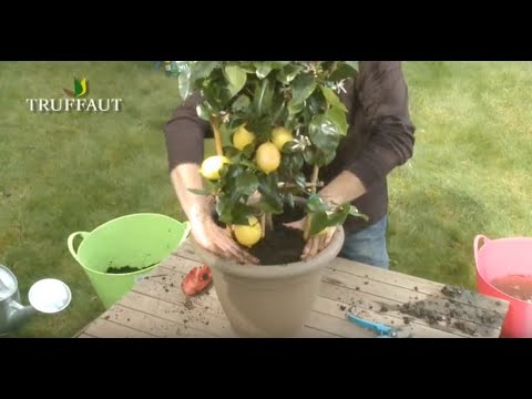 Cultiver ses citrons  : conseils pour planter et entretenir un citronnier- agrumes-Truffaut