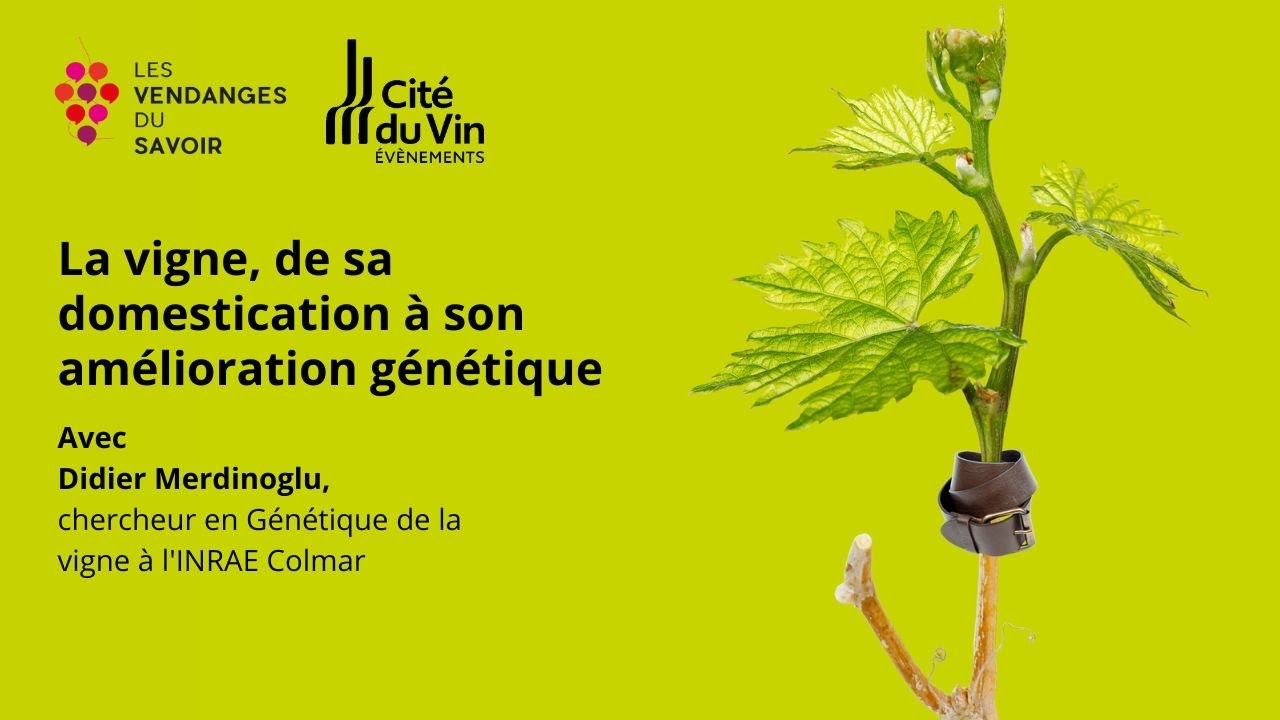 Conférence Vendanges du Savoir : La vigne, de sa domestication à son amélioration génétique
