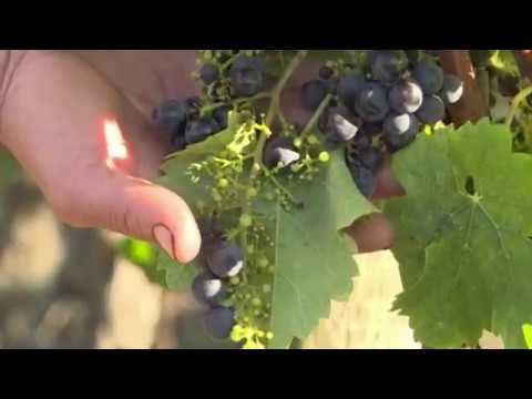 ACTU ECO / AGRICULTURE - La crise du vin