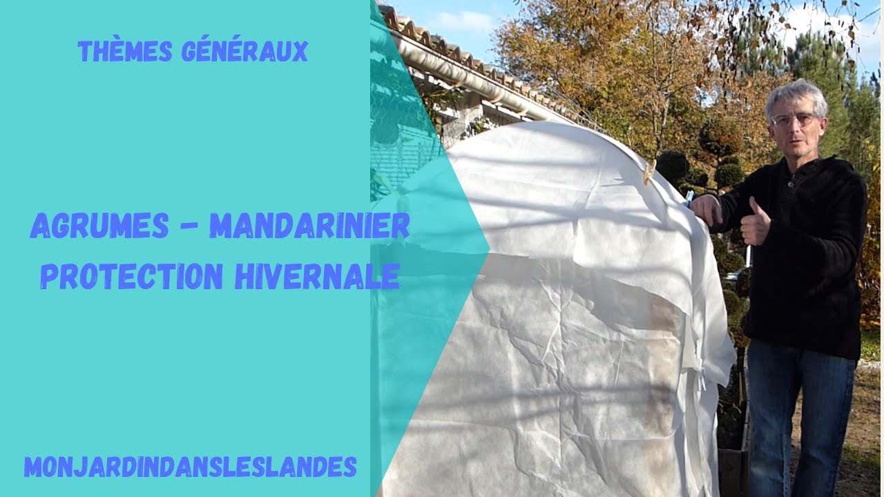 Agrumes protection hivernale (mandarinier satsuma) - Monjardindansleslandes