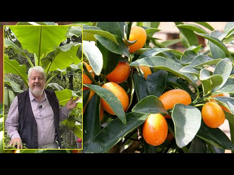KUMQUAT, UN AGRUME PEU FRILEUX DONT LES FRUITS SE MANGENT AVEC LA PEAU… Le Quotidien du Jardin N°260