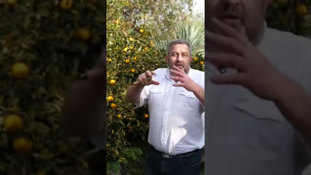 Où et comment planter les AGRUMES