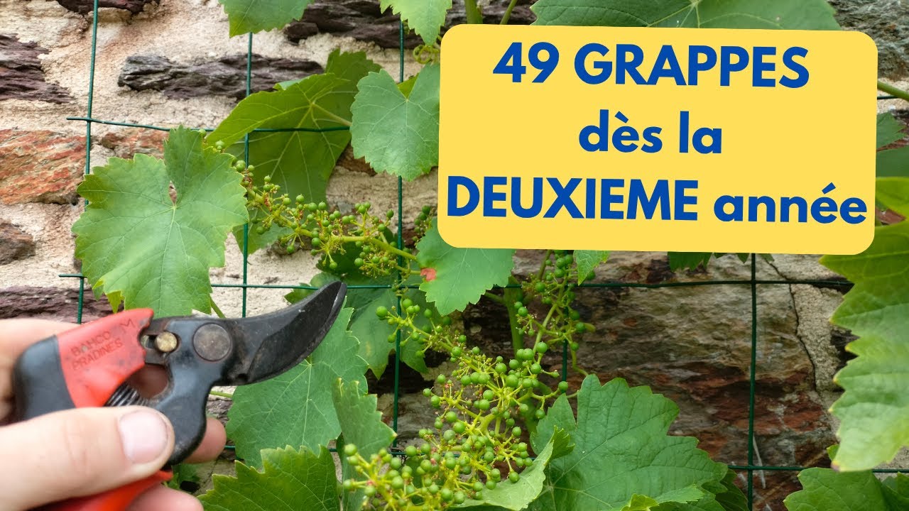 TAILLE EN VERT  de la VIGNE: très FACILE