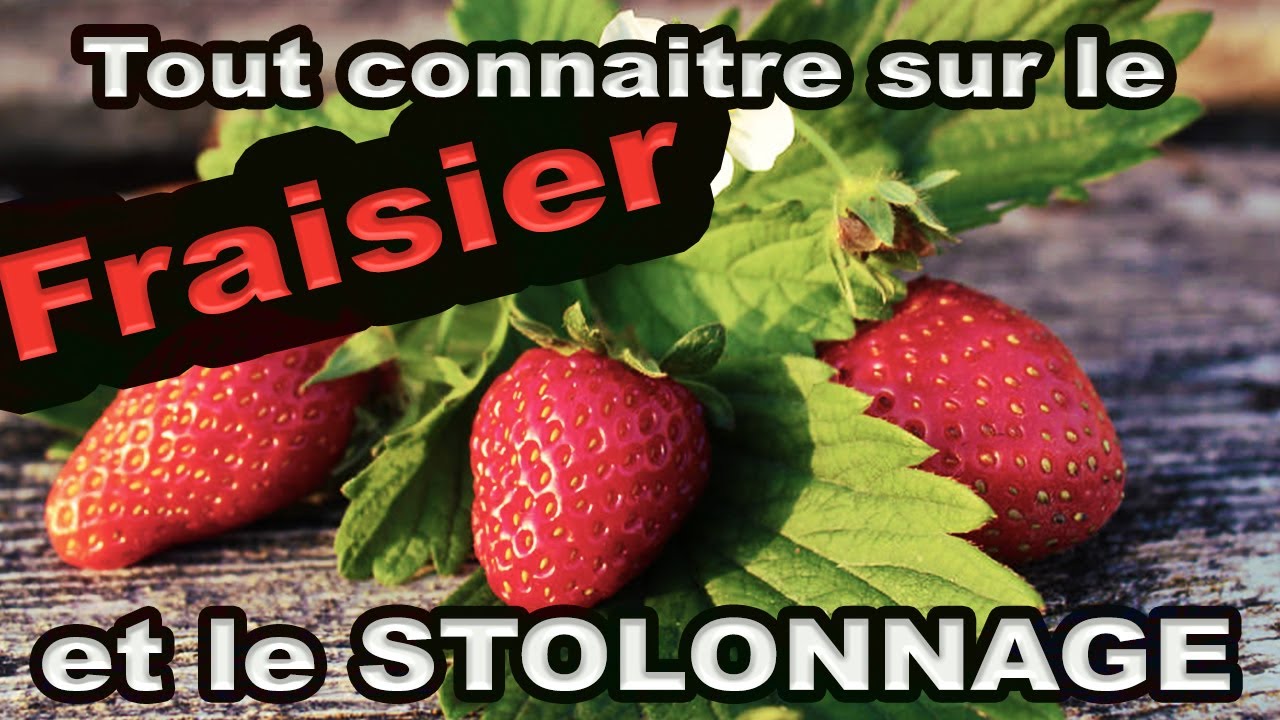 Tout savoir sur le Fraisier et le stolonage 🍓
