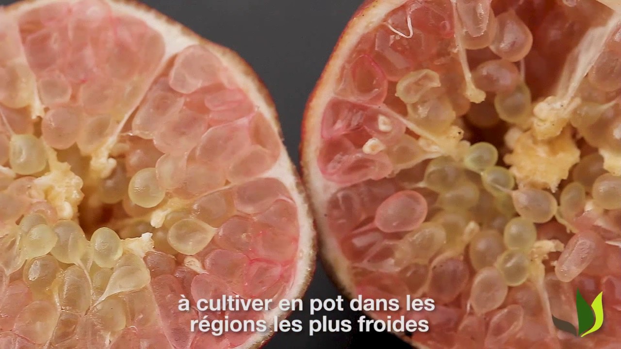 Le citron caviar : un agrume pour des recettes de grand chef- Truffaut