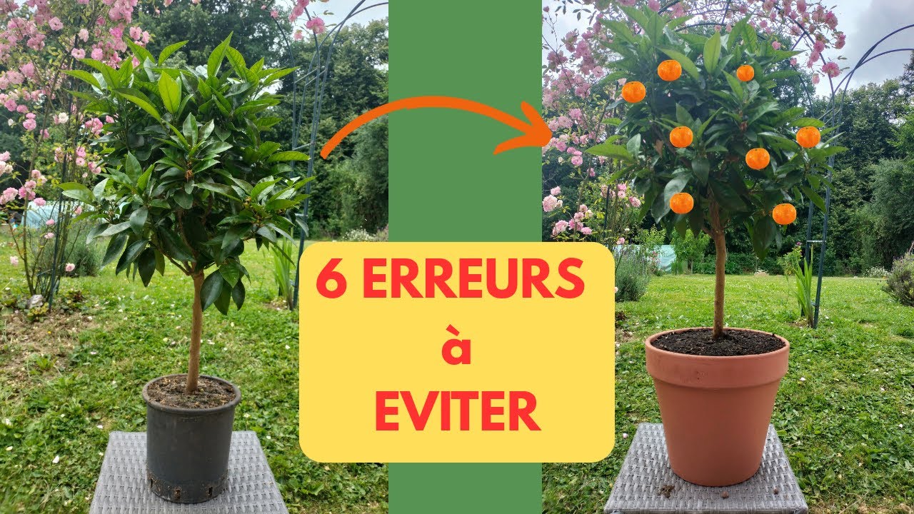PLANTER  un AGRUME: 6 ERREURS à EVITER