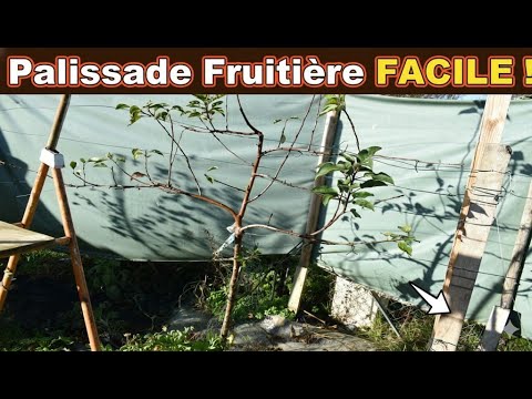 Comment transformer les pommier ou poirier en espalier (palissade) facilement?