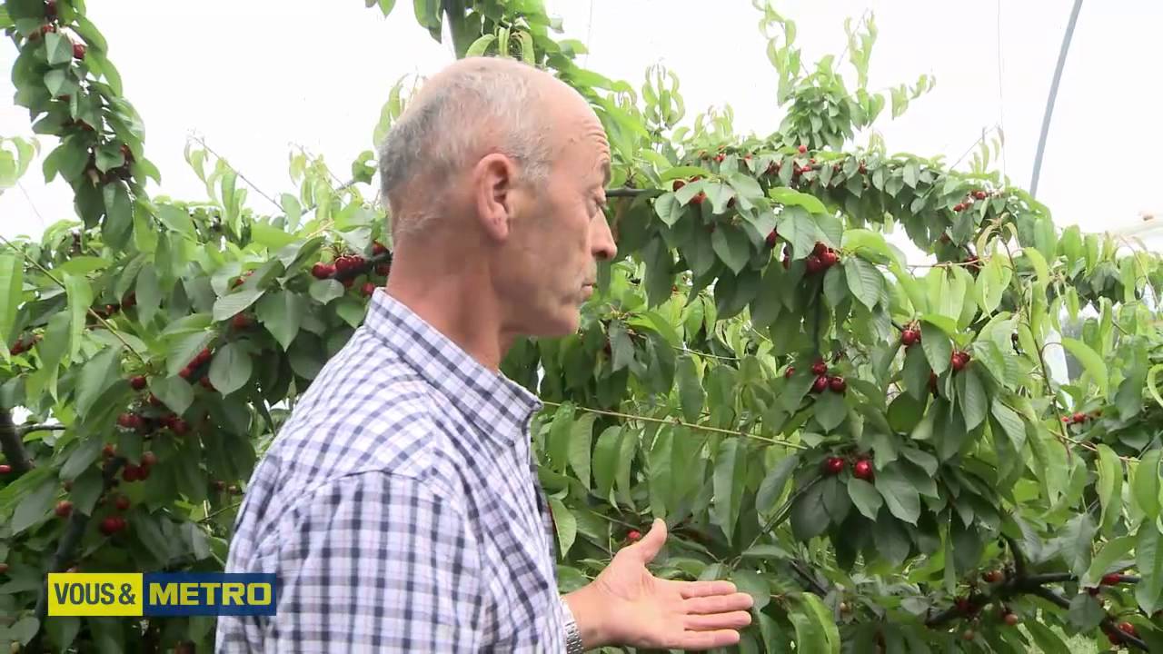 Les cerises des Préaux