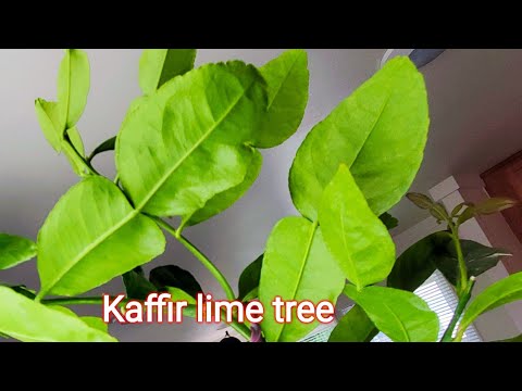 Ep20,How to Plant Kaffir lime tree in pot