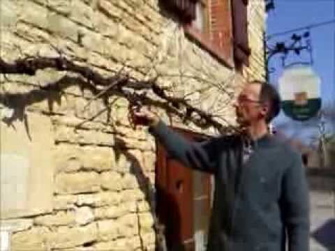 Tailler une vigne en treille