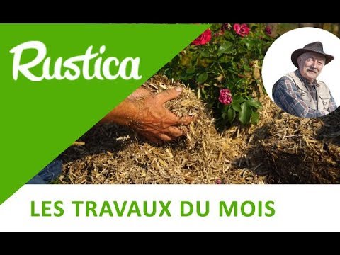 Pailler avec du miscanthus