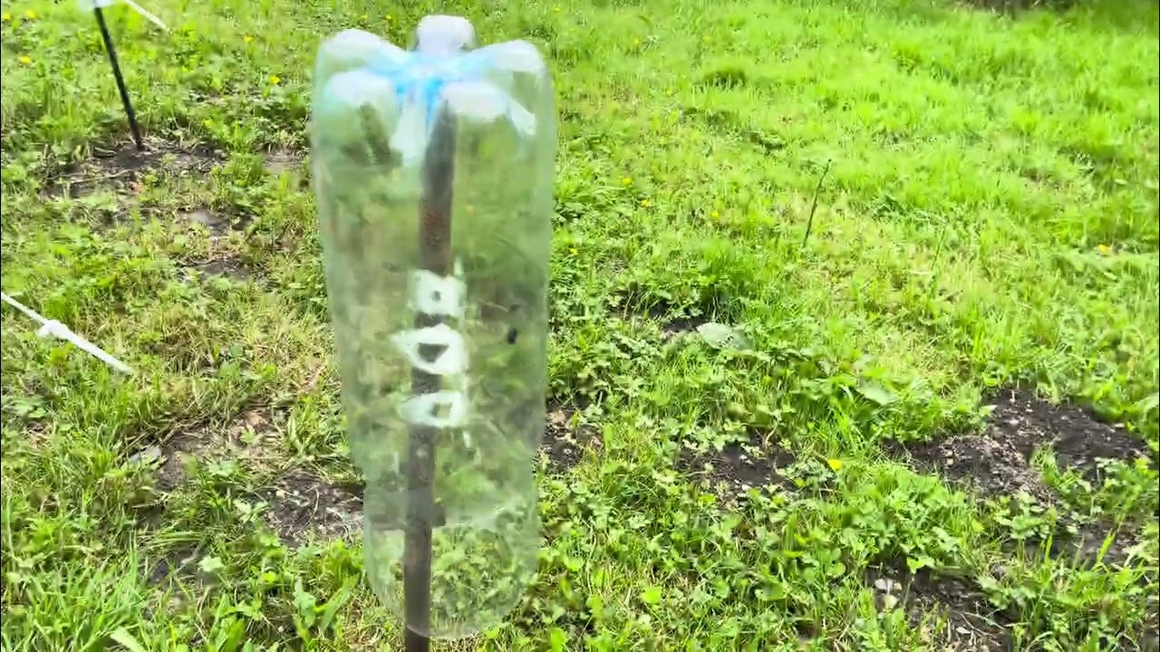 Faire fuir les campagnols, mulots et taupes nuisibles ravageant le potager, astuce d'un agriculteur