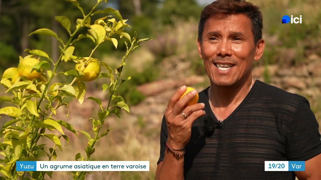Ce professeur cultive le yuzu :  un agrume japonais exceptionnel qui séduit les chefs étoilés