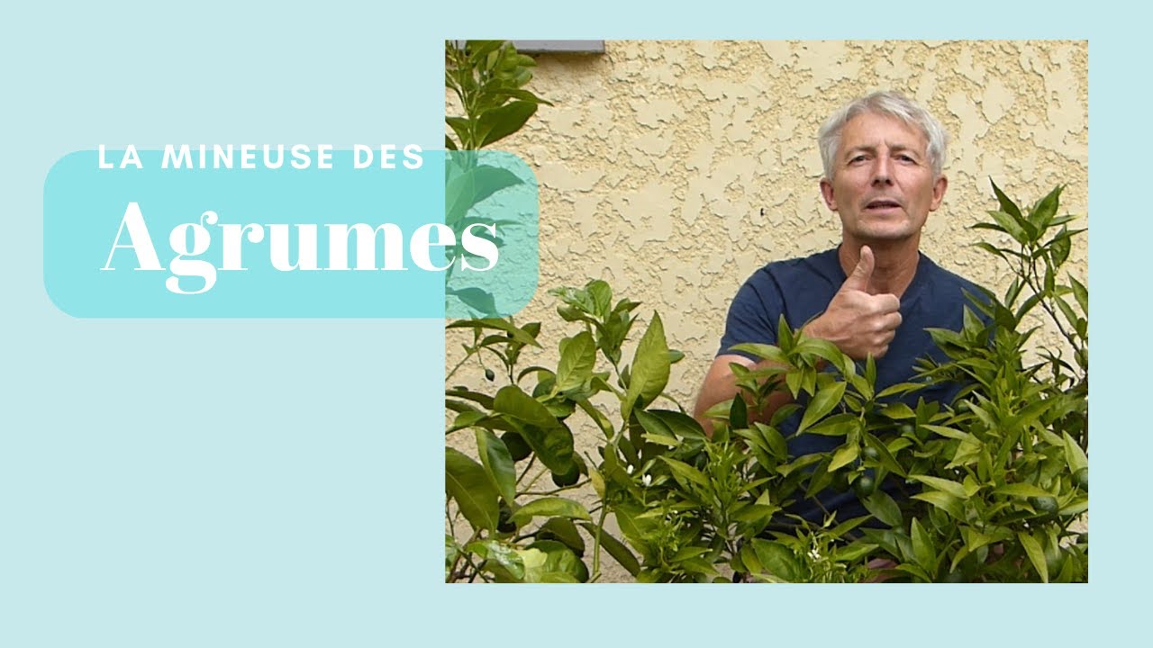 La mineuse des agrumes - Monjardindansleslandes