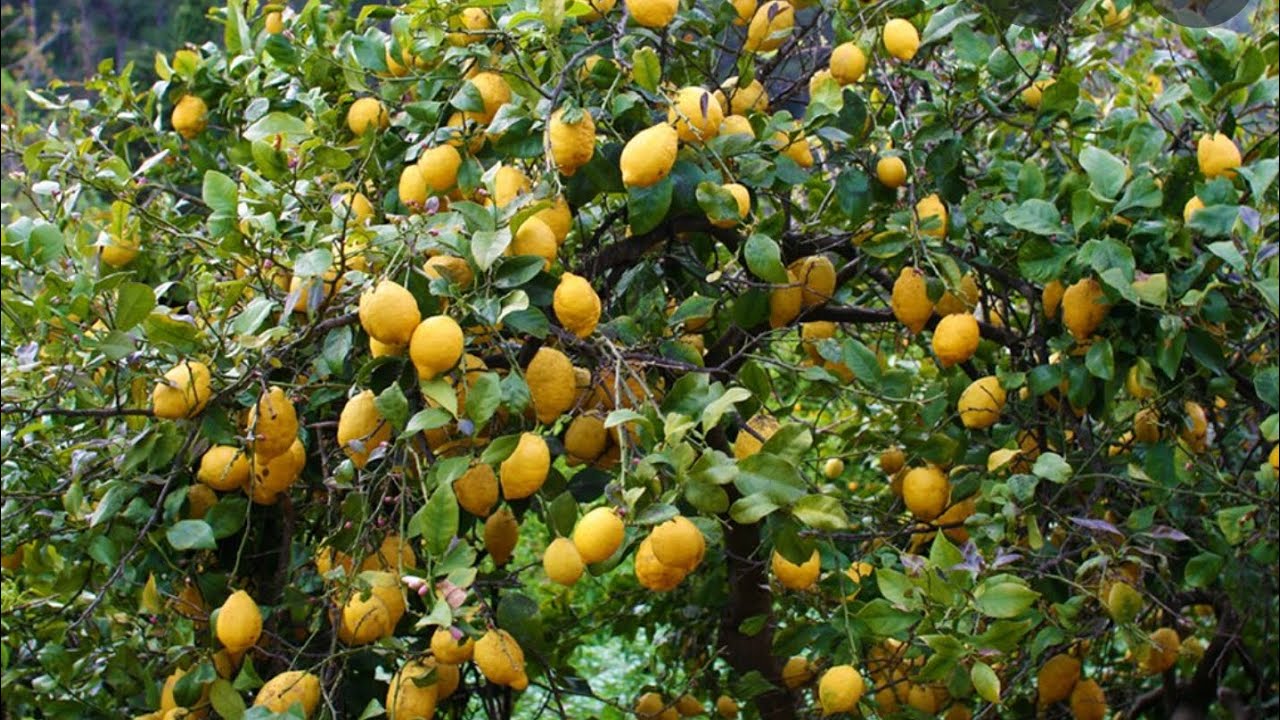 le citronnier, une plante très rentable comment changer le pot de votre pépinière.